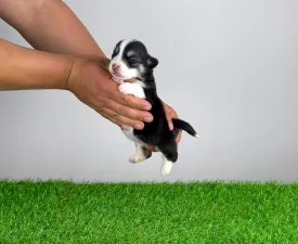 Yeska - Welsh Corgi Pembroke Cucciolo in vendita