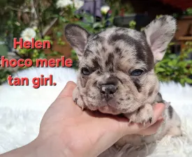 Helen  - French Bulldog Puppy for sale