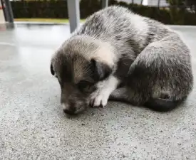 Arny - West Siberian Laika Puppy for sale