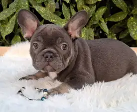 Fido  - French Bulldog Puppy for sale