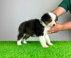 Kidz - Australian Shepherd Cucciolo in vendita
