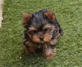 Zafír - Yorkshire Terrier eladó kiskutya
