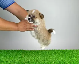 Ugor - Welsh Corgi Pembroke Puppy for sale
