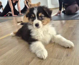 Lujza - Australian Shepherd Angebotener Welpe