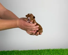 Luca - Poodle Miniature Puppy for sale