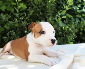 Hawaiian Frangipani Of Silence Warrior - American Staffordshire Terrier Puppy for sale