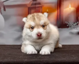 Pink - Husky siberian Cățeluș de vânzare