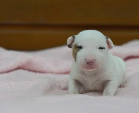 Laka - Miniatűr bullterrier eladó kiskutya