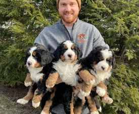 Berni Pásztorkutya Kölykök - Berner Sennenhund Angebotener Welpe