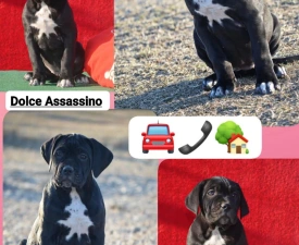Dolce Assassino Mia - Cane Corso eladó kiskutya