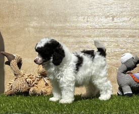 April ( Dark Brown Particolor ) - Poodle Toy Puppy for sale