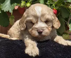 Terence Hill - Cavapoo Puppy for sale