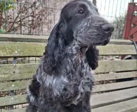 Smart Cocker Star-gazing - Angol Cocker spániel eladó kiskutya