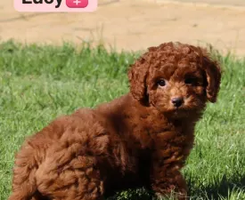 Lucy - Лабрадудль Щенок на продажу