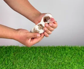 Jakira - Cavalier King Charles Spaniel Angebotener Welpe