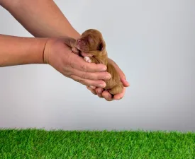 Jay-Jo - Cavalier King Charles Spaniel Angebotener Welpe