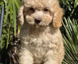 Solo - Cavapoo eladó kiskutya