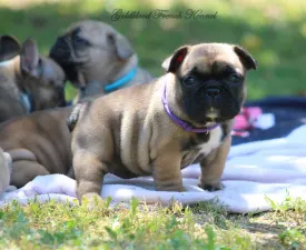 Yasmine  - Francia bulldog eladó kiskutya