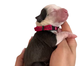 Rüya - Amerikai Bully - XL eladó kiskutya