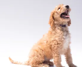 F1b Archie - Goldendoodle Puppy for sale