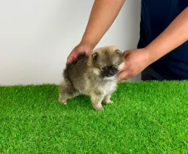 Vacak - Poméranien Chiot à vendre