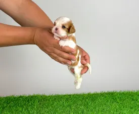 Lotus - Cavalier King Charles Spaniel Cucciolo in vendita