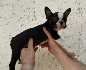 Fülöp - Boston Terrier Cucciolo in vendita