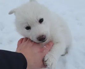 Ametiszt Of Polar Moonlights - Siberian Husky Puppy for sale