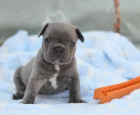 Monty - Francuski buldog Štenci na prodaju