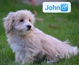 John - Maltipoo Angebotener Welpe