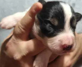 Mallorca - Border Collie eladó kiskutya