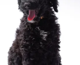 F1b Onyx - Goldendoodle eladó kiskutya