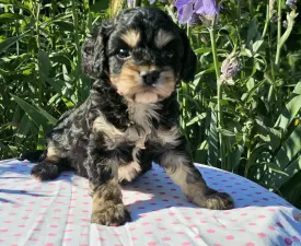 Bond - Cavapoo eladó kiskutya