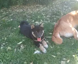 Scamp Crowd Freyja - Shiba Puppy for sale
