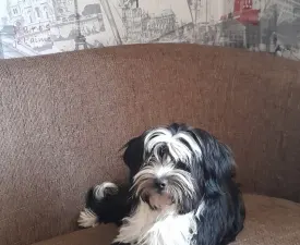 Josephine  - Tibetský teriér Štěně na prodej