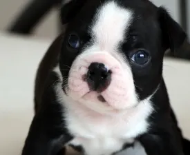 Elliot On Hold - Boston Terrier Puppy for sale