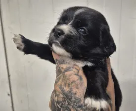 Lukrécia - Cavapoo Chiot à vendre