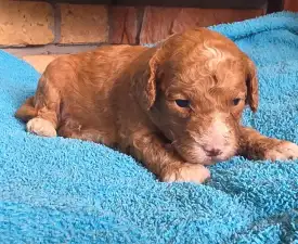 Snoop - Cavapoo eladó kiskutya