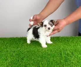 Olina - Biewer Terrier Angebotener Welpe