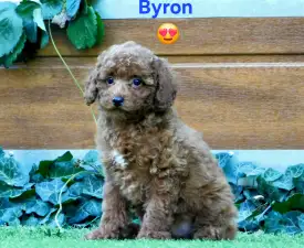 Byron - Törpe uszkár eladó kiskutya