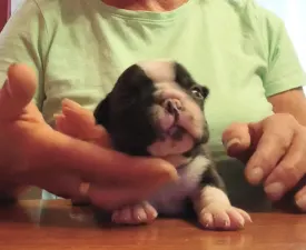 Olga - Boston Terrier Angebotener Welpe