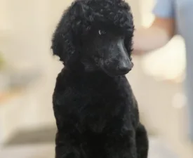 Don Vito - Poodle Standard Puppy for sale