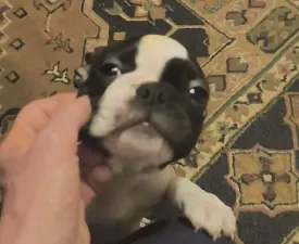 Kabala - Terrier de Boston Chiot à vendre