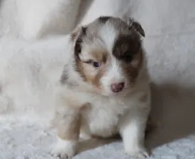 Jamboree  - Australian Shepherd Puppy for sale