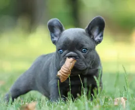 Mordály - French Bulldog Puppy for sale