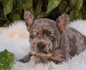 Dexter  - French Bulldog Puppy for sale