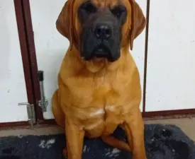 Tamatsu Amerci Daride Ahri - Tosa Inu eladó kiskutya