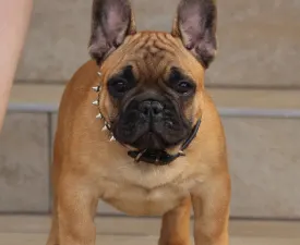 Udon - Francia bulldog eladó kiskutya