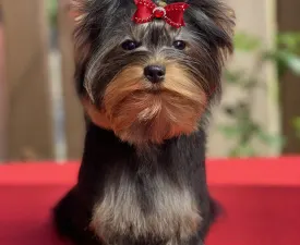 Wilson - Yorkshire Terrier Angebotener Welpe