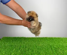 Lipi - German Pomeranian Spitz Puppy for sale